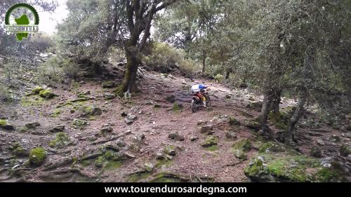 Tour Enduro Sardegna dalla barbagia all''ogliastra: bosco scivoloso con radici Tour Enduro Sardegna dalla barbagia all''ogliastra: bosco scivoloso con radici
