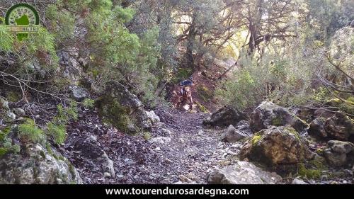 Un grosso leccio invade il passaggio nel sentiero Un grosso leccio invade il passaggio nel sentiero