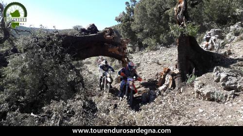 Suggestivo passaggio sotto ad un imponente Leccio caduto a causa della neve nel Supramonte